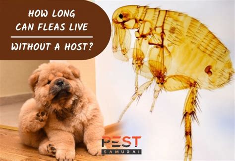 can fleas live without pets in the house